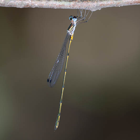 Synlestes tropicus male (5 of 6).jpg
